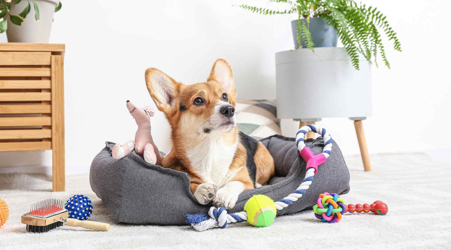 Pet Supplies